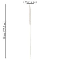 kohteita Pampasruohon kuivatut kukat valkaistut 70cm 15kpl