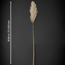 kohteita Pampas-ruoho kuivattuja koristeellisia kuivattuja ruohoja, luonnonvärisiä, 95 cm, 3 kpl