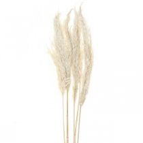 Pampas Grass Kuivattu Valkaistu Kuiva Deco 65-75cm 6kpl kimpussa