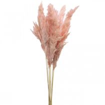 Pampas ruohokuivattu pinkki kuiva kukkakauppa 65-75cm 6kpl nippuna