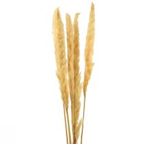 Pampas ruoho kuivattu kuiva ruoho kerma kuiva koriste 70cm 6kpl