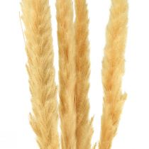Pampas ruoho kuivattu kuiva ruoho kerma kuiva koriste 70cm 6kpl