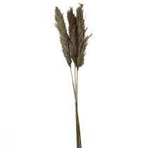 kohteita Pampas-ruohokuivattu koristeellinen kuivanurmi luonnonmukainen 95cm 3 kpl