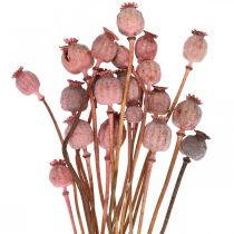 Dry Deco Poppy Kapselit Vaaleanpunaiset Unikonväriset Kuivatut kukat 75g