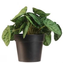kohteita Peperomia Green Twist - Vankka, koristeellinen huonekasvi 20 cm ruukussa