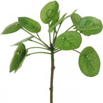 Peperomia Keinotekoinen vihreä kasvi, jonka lehdet 30cm