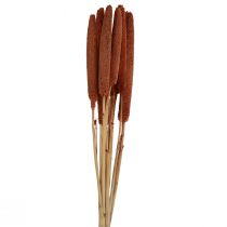 kohteita Pearl Millet Koristeellinen Reed sipulit Babala Millet Ruskea 70cm 10 kpl