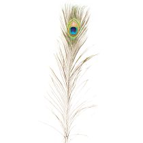 kohteita Riikinkukon sulkakoriste, aitoja linnun höyheniä, pituus 75-85 cm, 8 kpl