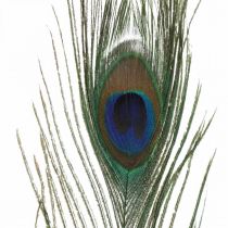 Riikinkukon höyhenet deco aidot höyhenet askarteluihin natural 24-32cm 24kpl