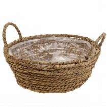 Kasvikori meriruohokori kahvoilla pöytäkoriste Ø30cm H11cm