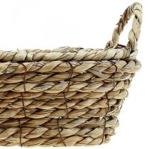 Kasvikori meriruohokori kahvoilla soikea koriste 23×13×9cm