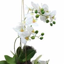 Orkidea saniais- ja sammalpalloilla Keinotekoinen valkoinen riippuva 64cm