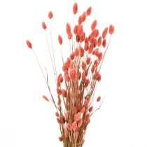 Phalaris pinkki kiiltävä ruoho kuivattu koriste 70cm 75g