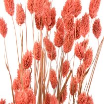 Phalaris pinkki kiiltävä ruoho kuivattu koriste 70cm 75g