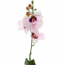 Keinotekoinen orkidea Phaleanopsis Valkoinen, Violetti 43cm