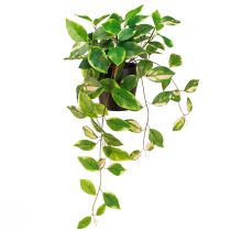 kohteita Philodendron Scindapsus ruukulla, helppohoitoinen - ihanteellinen toimistoon ja kotiin 32cm