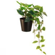 kohteita Philodendron Scindapsus ruukulla, helppohoitoinen - ihanteellinen toimistoon ja kotiin 32cm