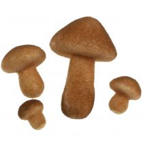 Sienet vaaleanruskea sekoitus 2cm - 8cm 12kpl