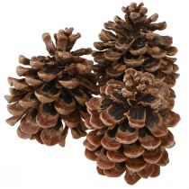 kohteita Pinus Pinea Real Cones Iso luonnonmänty K10-12cm 50 kpl