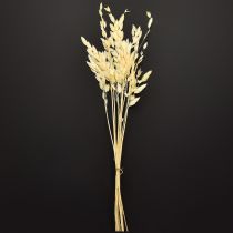 kohteita Litteätähkäinen Chasmantium Champagne 70cm 10 kpl