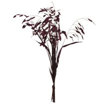 kohteita Litteäkorvainen heinä kuiva heinä Chasmantium violetti 70cm 10 kpl