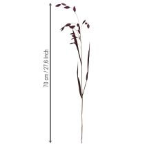 kohteita Litteäkorvainen heinä kuiva heinä Chasmantium violetti 70cm 10 kpl