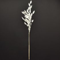 kohteita Litteäkorvainen heinä kuiva heinä Kasmanttiumi Valkoinen 70cm 10 kpl