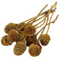 kohteita Platyspermum-voide 1-3, 50 päätä