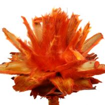 Plumosum 1 Oranssi 25kpl