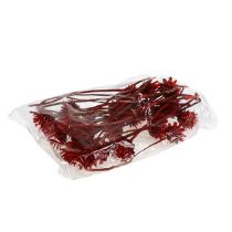 kohteita Plumosum 1 Red 25 kpl