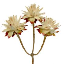 Leucospermum 1-3 Sekoita kerma 100 päätä