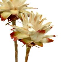 Leucospermum 1-3 Sekoita kerma 100 päätä