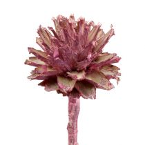 kohteita Leucospermum 1 karhunvatukka kuorrutettu 25 kpl