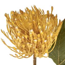 kohteita Protea keinotekoinen neulatyyny Leucospermum keltainen 30cm 6 kpl
