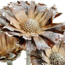 Exotics Mix Protea Rosette Luonnollinen, valkoinen pesty kuivattu kukka 9kpl