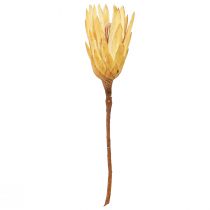 kohteita Proteiinikuivattu Repens kerma 1. valinta 10-12cm 25 kpl