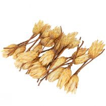 kohteita Proteiinikuivattu Repens kerma 1. valinta 10-12cm 25 kpl