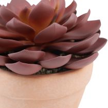 kohteita Mehikasvi ruukussa Echeveria keinopunainen Ø15cm