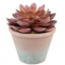 kohteita Mehikasvi ruukussa Echeveria keinopunainen vintage Ø15cm K16cm