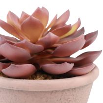 kohteita Mehikasvi ruukussa Echeveria keinopunainen vintage Ø15cm K16cm