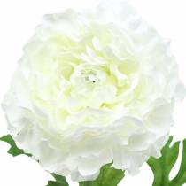 kohteita Ranunculus valkoinen H45cm