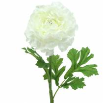 kohteita Ranunculus valkoinen H45cm