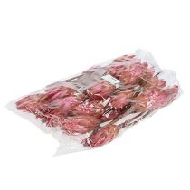 kohteita Repens Erika 25 kpl