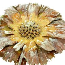 kohteita Repens ruusukkeenvihreä himmeä 8cm - 9cm 25 kpl
