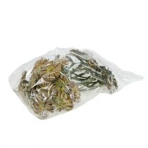 kohteita Repens ruusukkeenvihreä himmeä 8cm - 9cm 25 kpl