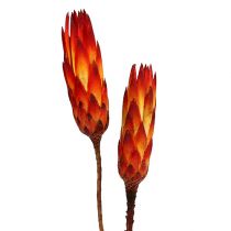 Repens punainen pieni 50kpl