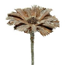 Protea rosette 8-9cm pesty valkoinen 25p