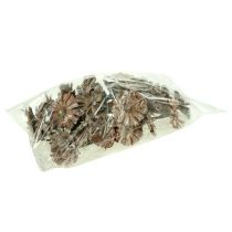 kohteita Protea rosette 8-9cm valkoinen pesty 25 kpl