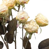 Keinotekoiset ruusut kuihtuneet Drylook 9 terälehteä kerma 69cm