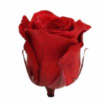 kohteita Infinity Roses Large Ø5,5-6cm Punainen 6 kpl